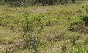 Imagem 5: VENDO 4 ALQUEIRES RURAL