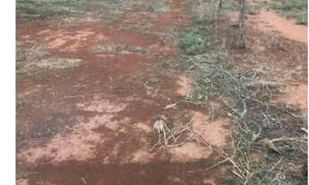 Imagem: 160 alqueires,Ocasião,lavoura,pecuária,Beira