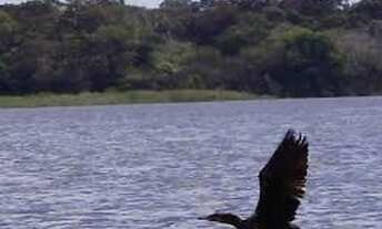 Imagem 5: 5.000 Hectares, área de compensação Ambiental No Bioma Amazônia, Documentação Ok, Amazonas