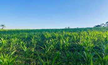 Imagem: Comece a Investir em Terreno Sonhos os no