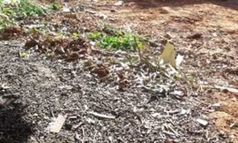 Imagem 3: Terreno Castelinho 75 mil