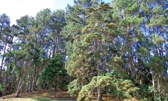 Imagem 5: Casa em estilo alemão integrada ao verde