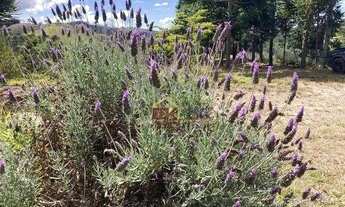 Imagem 5: Sítio com 1 dormitório à venda, 198000 m² por R$ 5.645.000,00 - Pinhal Novo - Lorena/SP