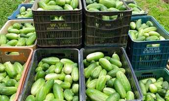 Imagem 3: Chácara Em São Miguel Arcanjo