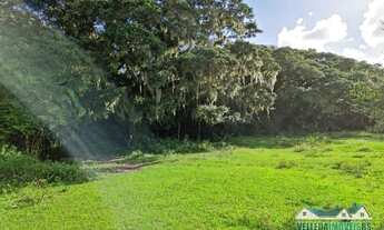 Imagem: Sítio com água corrente e estrondosa figueira