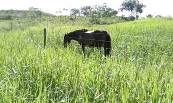 Imagem 5: Excelente fazenda em Presidente Olegário/MG- oportunidade