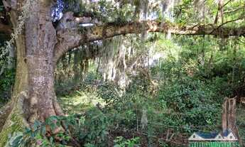 Imagem 3: Sítio com água corrente e estrondosa figueira, Águas Claras