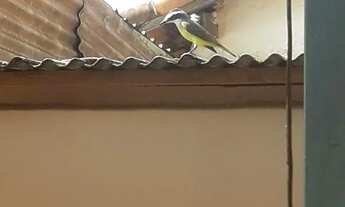 Imagem: Preciso de casa pra alugar