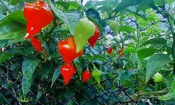 Imagem 5: Vende-se ou troca-se 23 km de Salinas