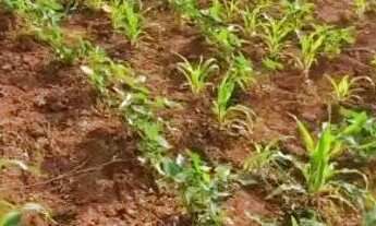 Imagem 5: Chácara no Santa Barbara 13k de montes claros entrada do posto Barral 2 km de chão perto