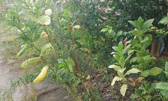 Imagem: Vende-se casa no arsenal