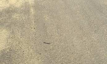 Imagem 3: Terreno ( 10x 25 = 250 m2 ) Vivendas Coqueiro 3 / = 87 mil