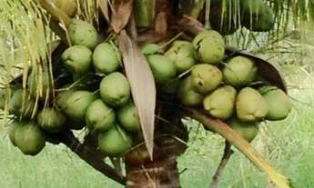 Imagem 4: Área Frontal 650000 m² em Barra do Itariri