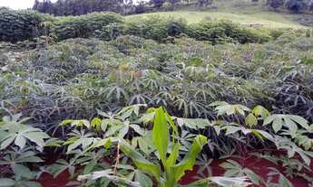 Imagem 4: Chácara 2 Hectares, localizada na Comunidade São Salvador/Cvel