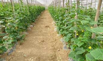 Imagem 6: Chácara Em São Miguel Arcanjo