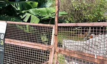 Imagem 5: Lote/Terreno para venda tem 1000 metros quadrados em São José - São Caetano do Sul - SP