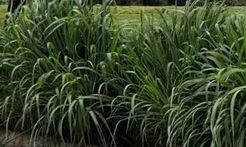 Imagem 7: Ágio Lote de 200m2 Loteamento Aberto à Venda, 200.00 por R$ 135000.00 no setor Residencial