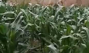 Imagem 5: Vende-se Terreno Rural 2.000m2 - Vista Privilegiada