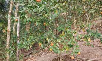 Imagem 4: MiniChácara/Terreno 1170m² Mairiporã! C/ Edícula, Pomar e água, luz . 25Km de SP