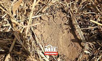 Imagem 5: Chácara bem localizada e com grande potencial de produção