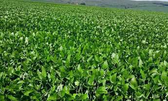 Imagem 4: Fazenda de 350 alqueires, (840 hectares), na regiao do Município de Ipameri Goia