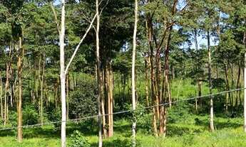 Imagem 13: Fazenda a 25 km de Feijo