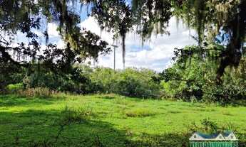 Imagem 2: Sítio com água corrente e estrondosa figueira, Águas Claras
