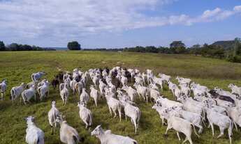 Imagem 3: Fazenda a venda Porteira Fechada, Goiatins - TO