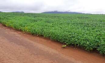 Imagem 6: Fazenda Premium | 391 Alqueires | Safra e safrinha