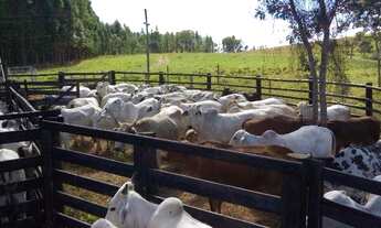 Imagem 2: Excelente fazenda em Presidente Olegário/MG- oportunidade