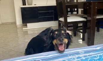 Imagem: Vaga feminina para dividir apartamento