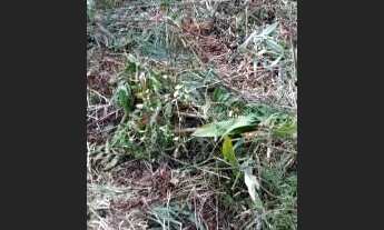 Imagem 4: Terreno escriturada a venda na praia, metragem de 250 m². Itanhaém/SP