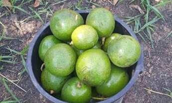 Imagem 3: CASA ESCRITURADA COM 3312M²