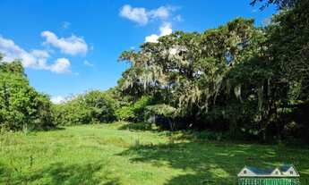 Imagem 6: Sítio com água corrente e estrondosa figueira, Águas Claras