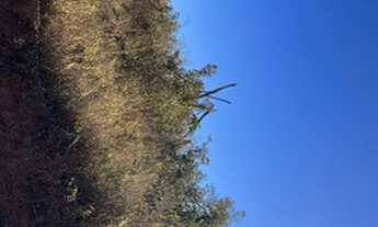 Imagem 3: Lote lago Corumbá