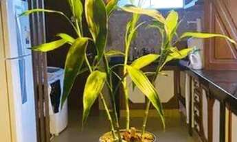 Imagem 2: Alugo quarto para estudante