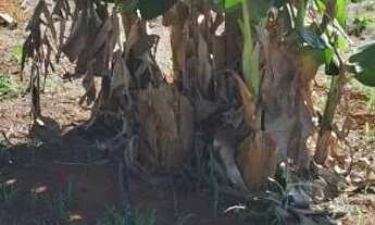 Imagem 5: ? MEGA OPORTUNIDADE! CHÁCARA DE 5 HECTARES POR R$ 120 MIL