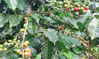 Imagem 6: MiniChácara/Terreno 1170m² Mairiporã! C/ Edícula, Pomar e água, luz . 25Km de SP