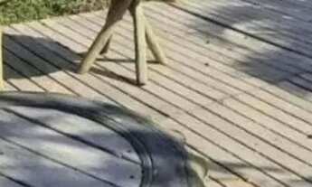 Imagem 6: Sítio - 900 metros da Lagoa Várzea das Flores Contagem/MG