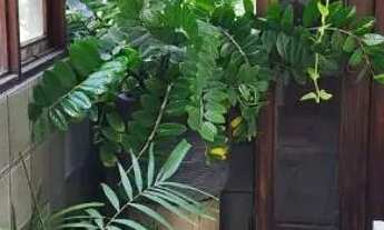 Imagem 7: Aluguel para moças