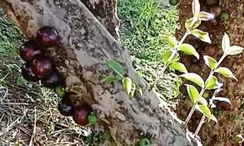 Imagem: CHACARA FORMADA. PORTEIRA FECHADA