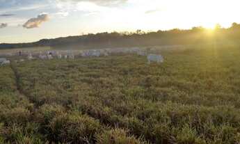Imagem: Fazenda a venda Porteira Fechada, Goiatins