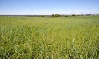 Imagem 7: Lapa - 50 Alqueires - Plantando 18 alqueires