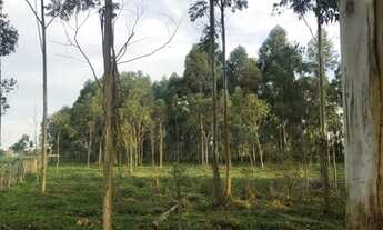 Imagem 6: 6,5 Hectares em Maracajá / SC