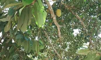 Imagem 7: Chácara 23x150 ACEITO PROPOSTA