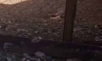 Imagem 3: Lote/Terreno para venda possui 198 metros quadrados