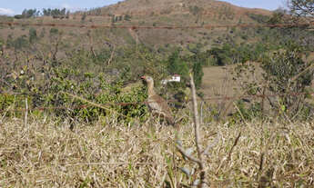 Imagem 5: Terreno 42.000 m2 - Caeté/MG - a 37 Km de BH