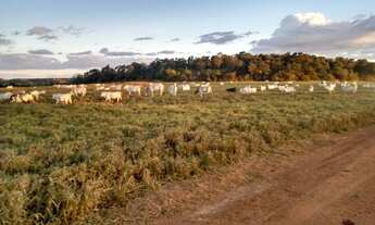 Imagem 2: Fazenda a venda Porteira Fechada, Goiatins - TO