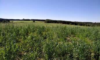 Imagem 5: Lapa - 50 Alqueires - Plantando 18 alqueires