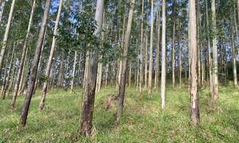 Imagem 7: Terreno com eucalipto plantado 57 hectares em Gravatal SC